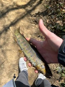 Brown Trout
