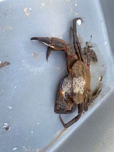 Velvet Swimming Crab