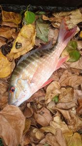 Grey Snapper