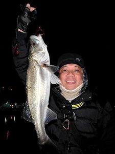 Japanese Seabass (Suzuki)