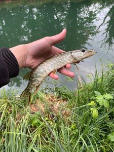 Northern Pike