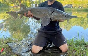 Sturgeon