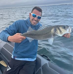 European Bass (Seabass)