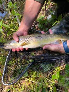 Brown Trout