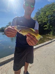 Largemouth Bass