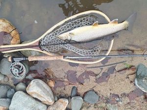 Dolly Varden