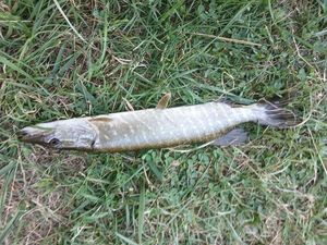 Northern Pike