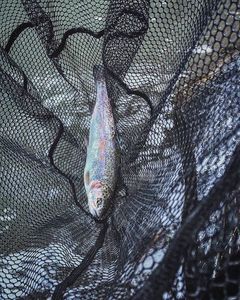 Rainbow Trout