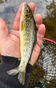 Brown Trout