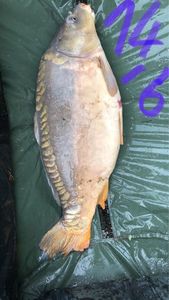 Mirror Carp