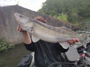 Zander