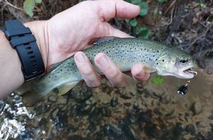 Brown Trout
