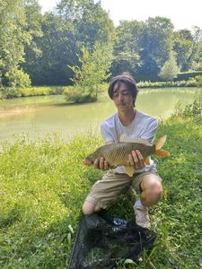 Common Carp