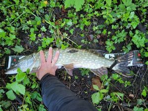 Northern Pike