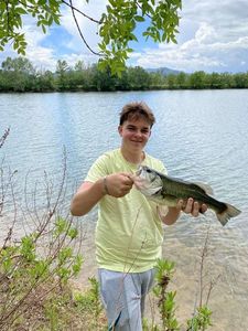 Largemouth Bass