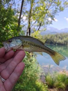 Largemouth Bass