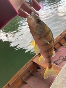 European Perch