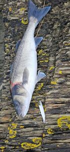European Bass (Seabass)