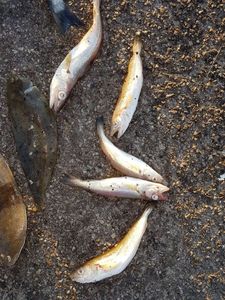 Whiting
