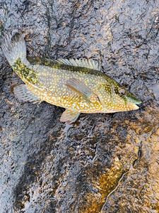 Ballan Wrasse