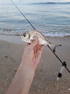 Gilthead Seabream