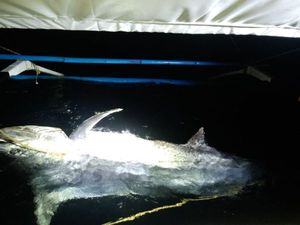 Albacore