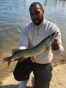 Northern Pike