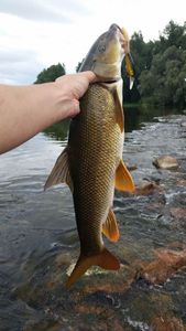 Barbel