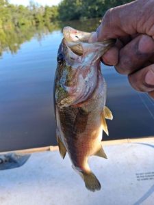 Largemouth Bass