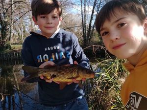 Common Carp