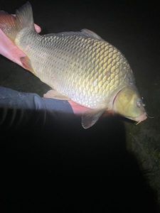 Prussian Carp