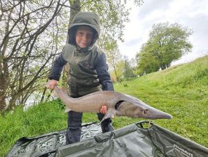 Sturgeon