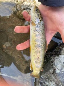 Brown Trout
