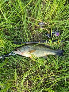 Largemouth Bass