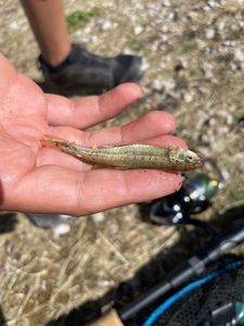 Common Minnow