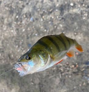 European Perch