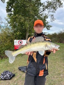 Zander