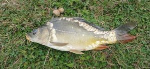 Mirror Carp