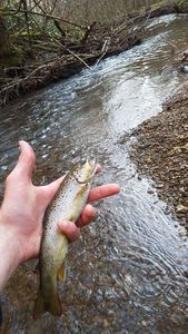 Brown Trout