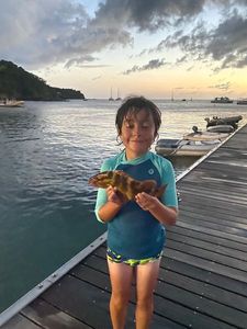 Ballan Wrasse