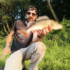 European Perch