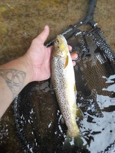 Brown Trout