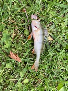 European Perch