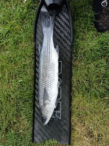 Thicklip Grey Mullet