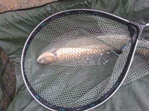 Grass Carp