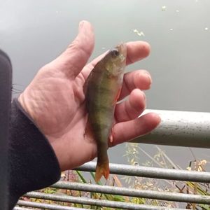 European Perch