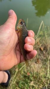 Ruffe