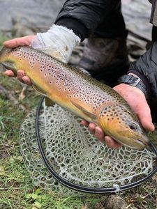 Brown Trout