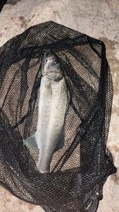 European Bass (Seabass)