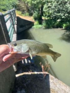 Smallmouth Bass